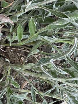 Image of Centaurea fuscomarginata (K. Koch) Juz.