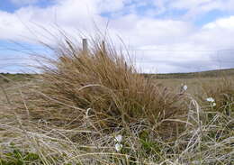 Image of Poa alopecurus (Gaudich. ex Mirb.) Kunth