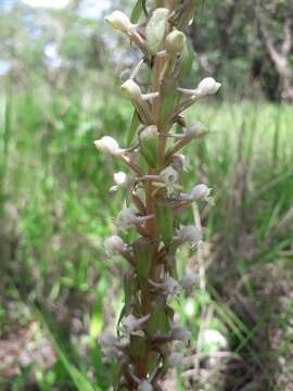 Image de Satyrium anomalum Schltr.