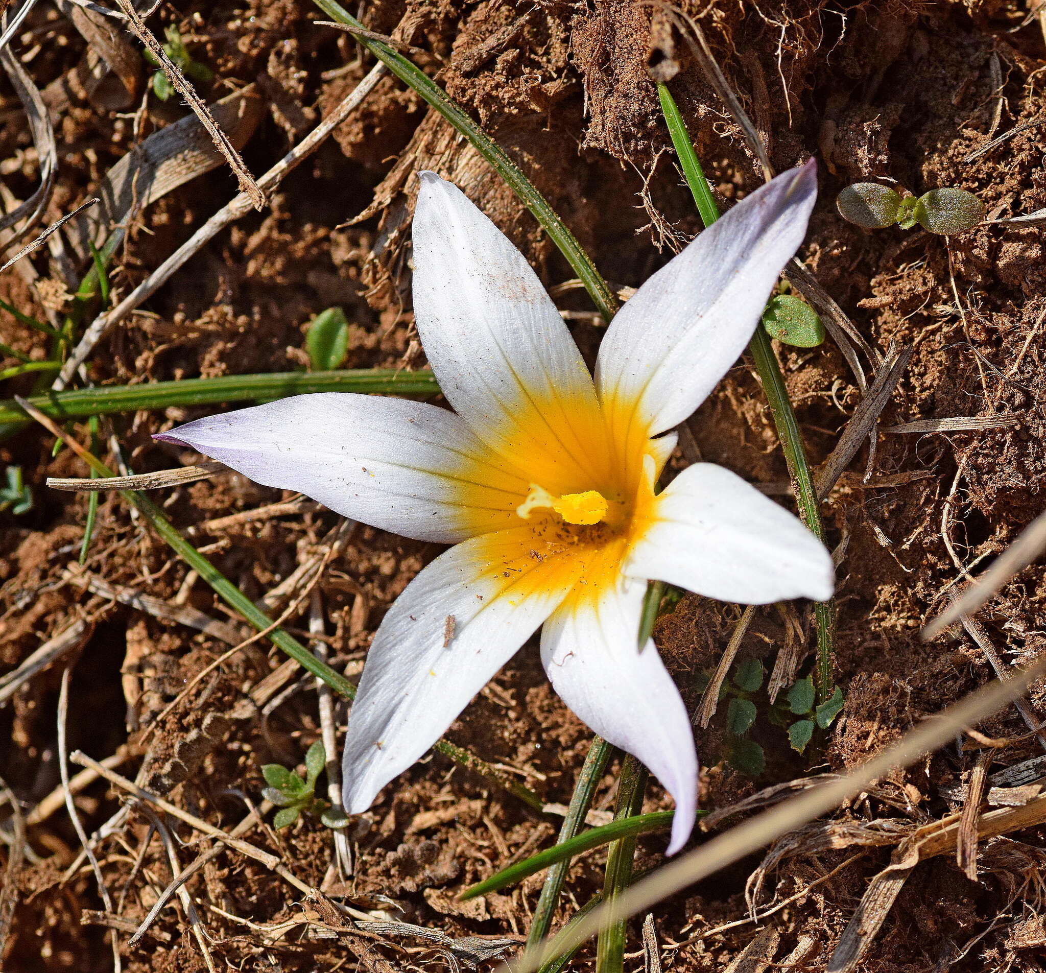 Image of crocus-leaved ROMULEA