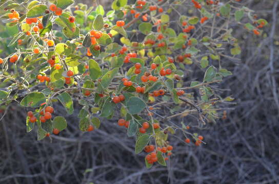 Слика од Lonicera korolkowii Stapf