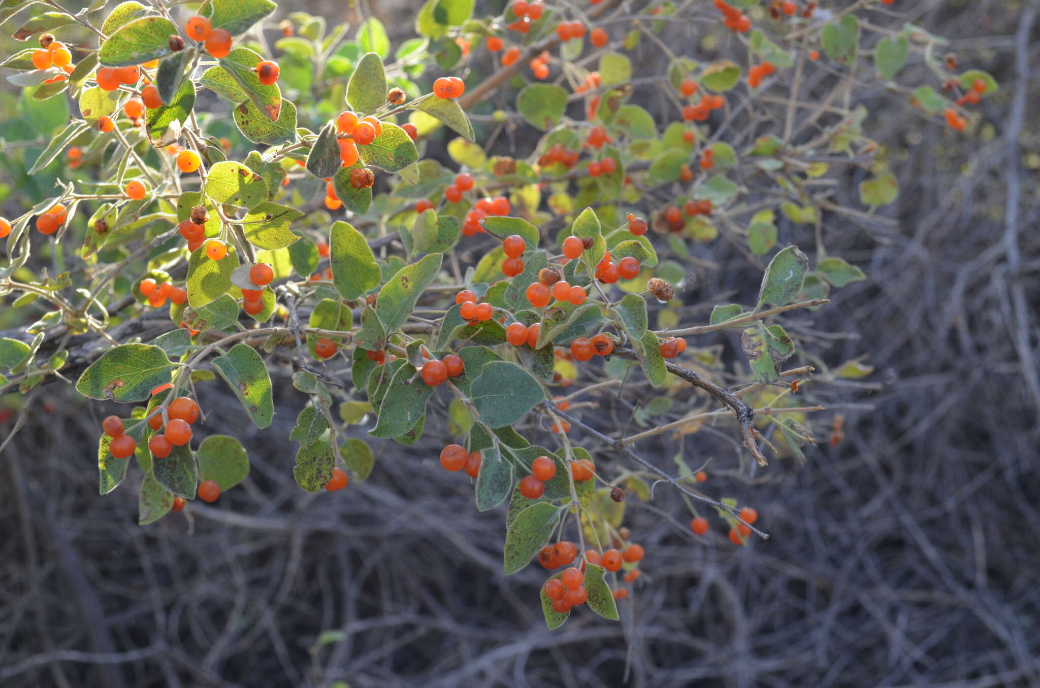 Слика од Lonicera korolkowii Stapf