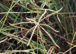 Image of windmill grass