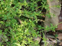 Plancia ëd Galium bungei var. trachyspermum (A. Gray) Cufod.