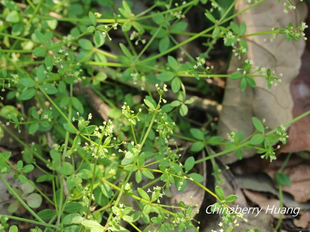 Plancia ëd Galium bungei var. trachyspermum (A. Gray) Cufod.