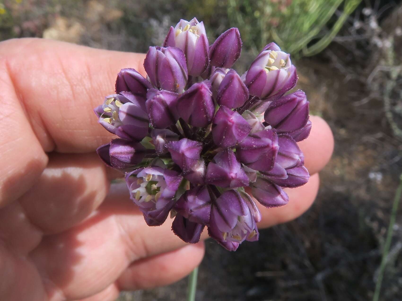 Image of Allium synnotii G. Don