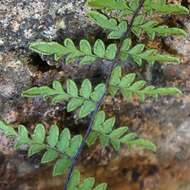 Image of Myriopteris microphylla (Sw.) Grusz & Windham