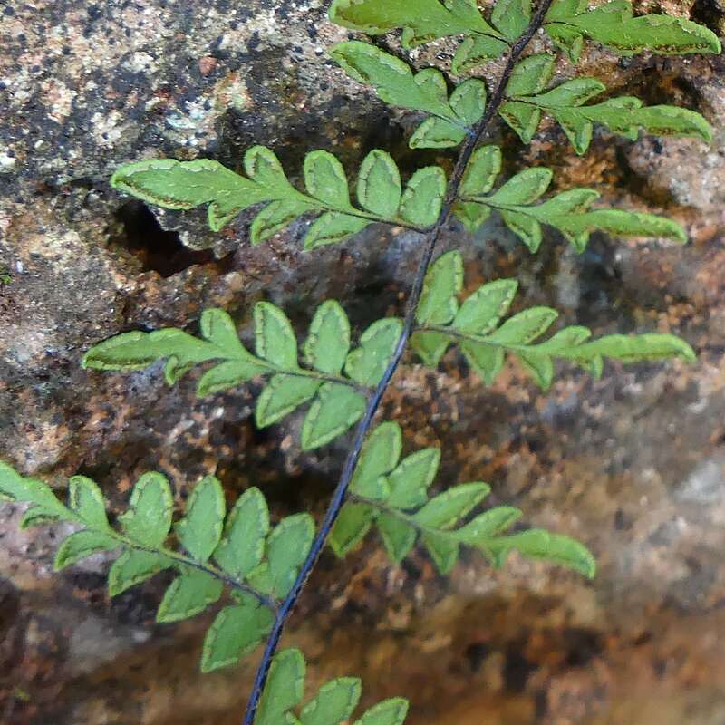 Image of Myriopteris microphylla (Sw.) Grusz & Windham