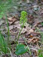 Image of Bayard's adder's-mouth orchid