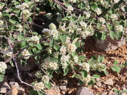 Plancia ëd Cotoneaster nummularius Fisch. & C. A. Meyer