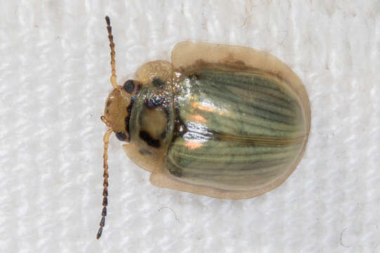 Image of <i>Paropsisterna bimaculata</i>