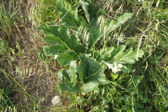 Image of Heracleum stevenii Manden.