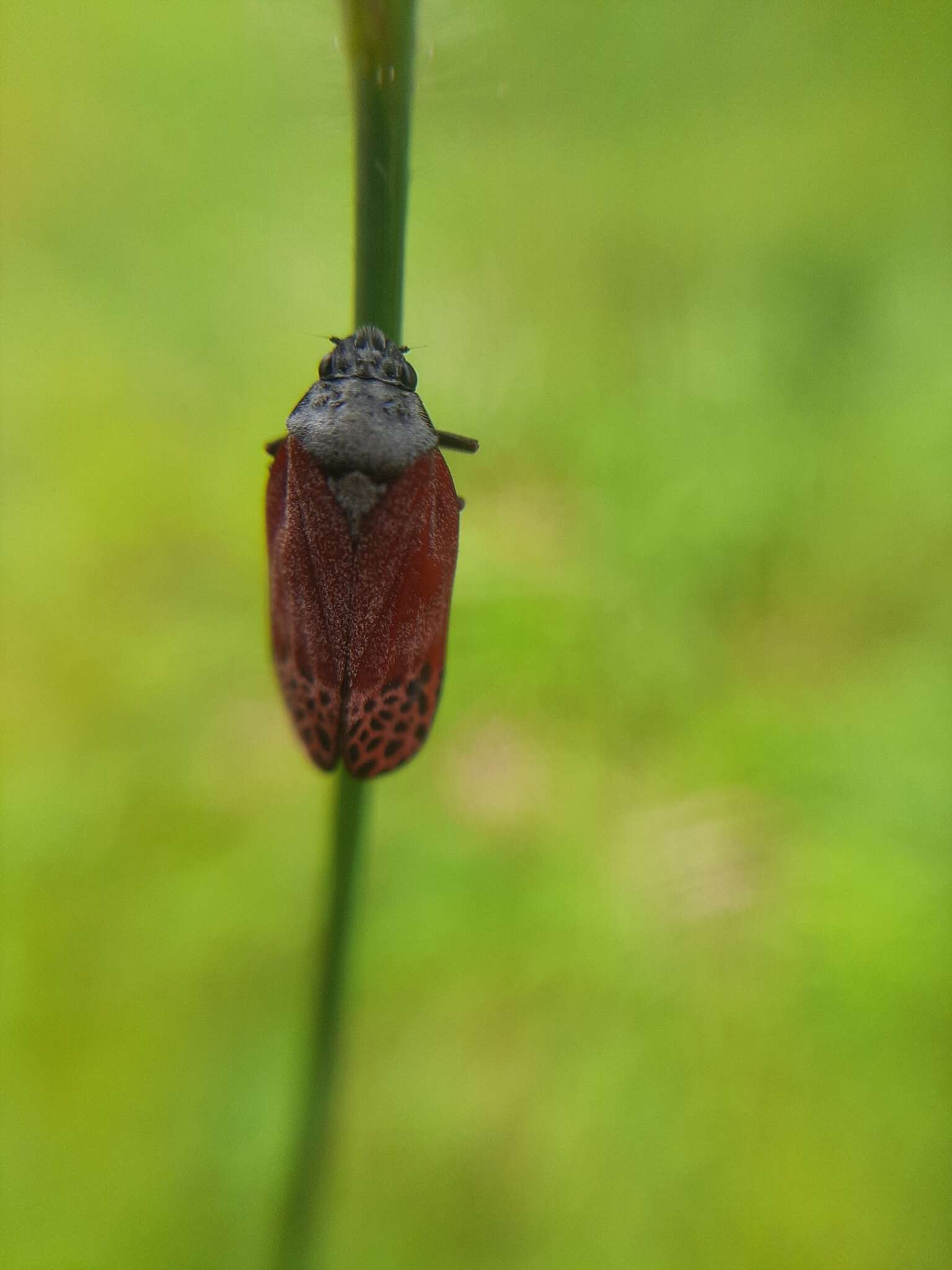 Image of Mahanarva (Mahanarva) rubripennis (Schmidt 1922)