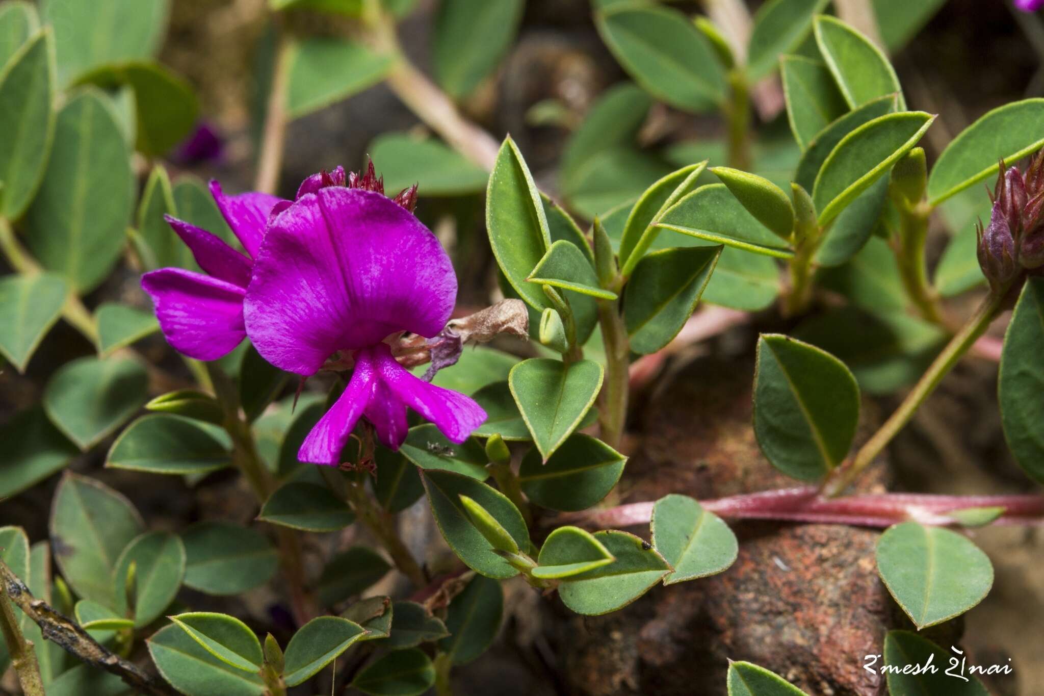 Indigofera dalzellii T. Cooke的圖片