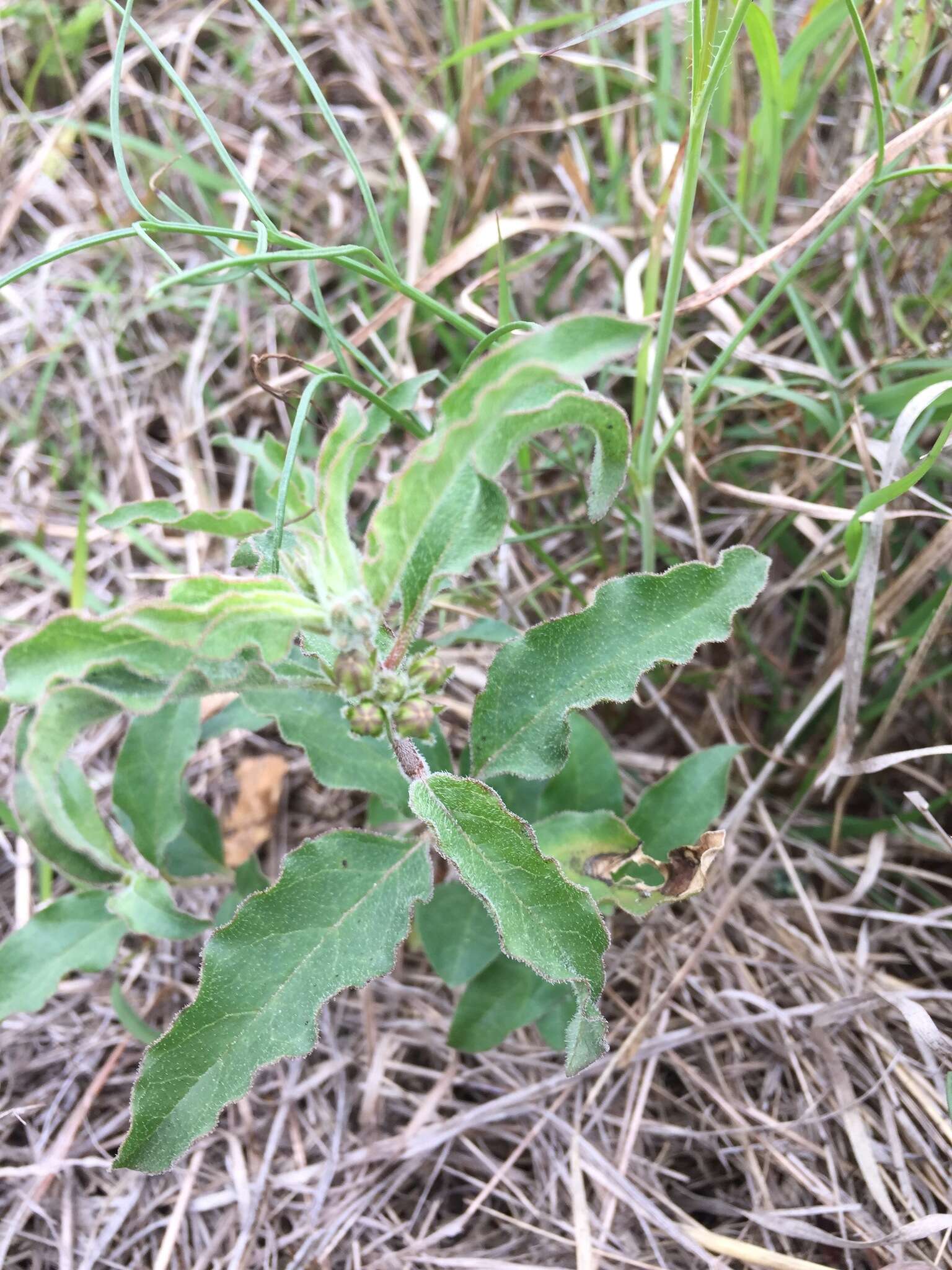 Plancia ëd Asclepias emoryi (Greene) Tidestr.