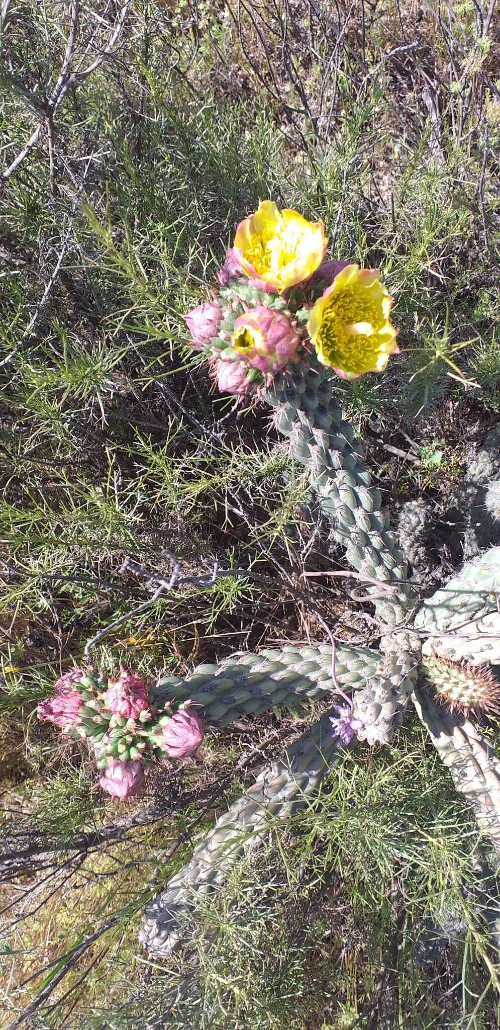 Image of California pricklypear