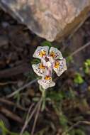 Image of Linaria amethystea (Vent.) Hoffmgg. & Link