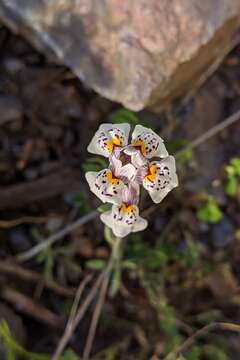 Image of Linaria amethystea (Vent.) Hoffmgg. & Link