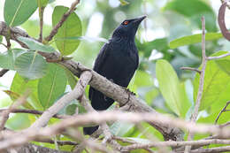 Plancia ëd Aplonis cantoroides (Gray & GR 1862)