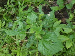 Image of Hawaii Wood-Nettle