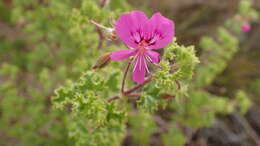 Image of Pelargonium englerianum Knuth