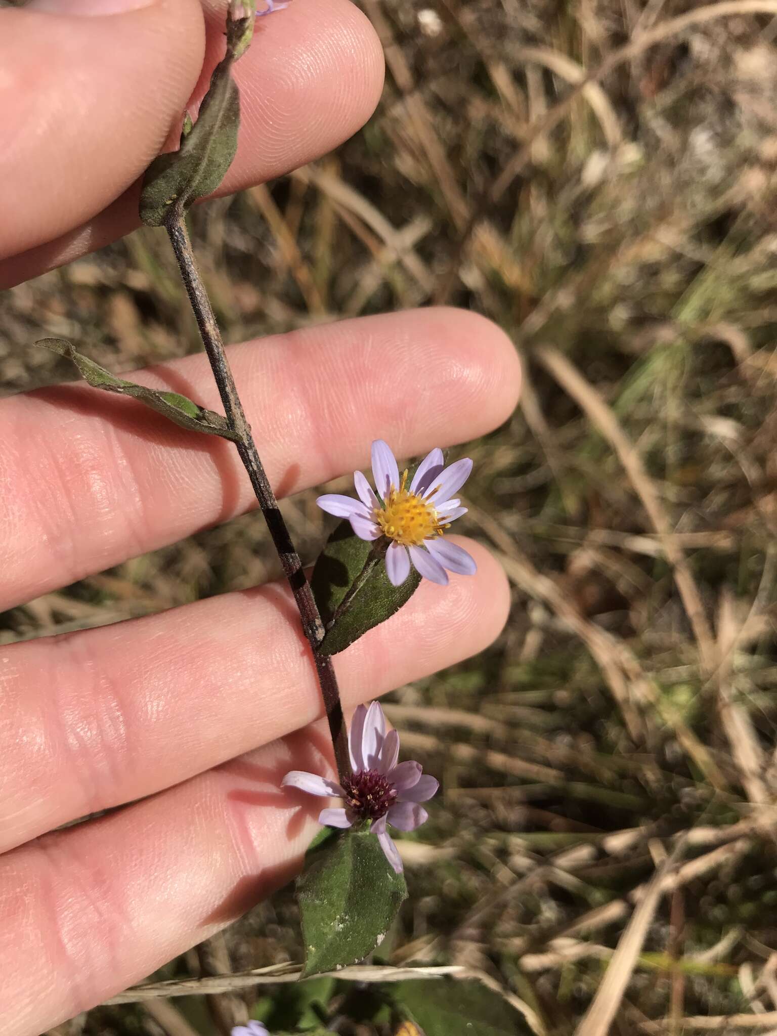 Image of wavyleaf aster