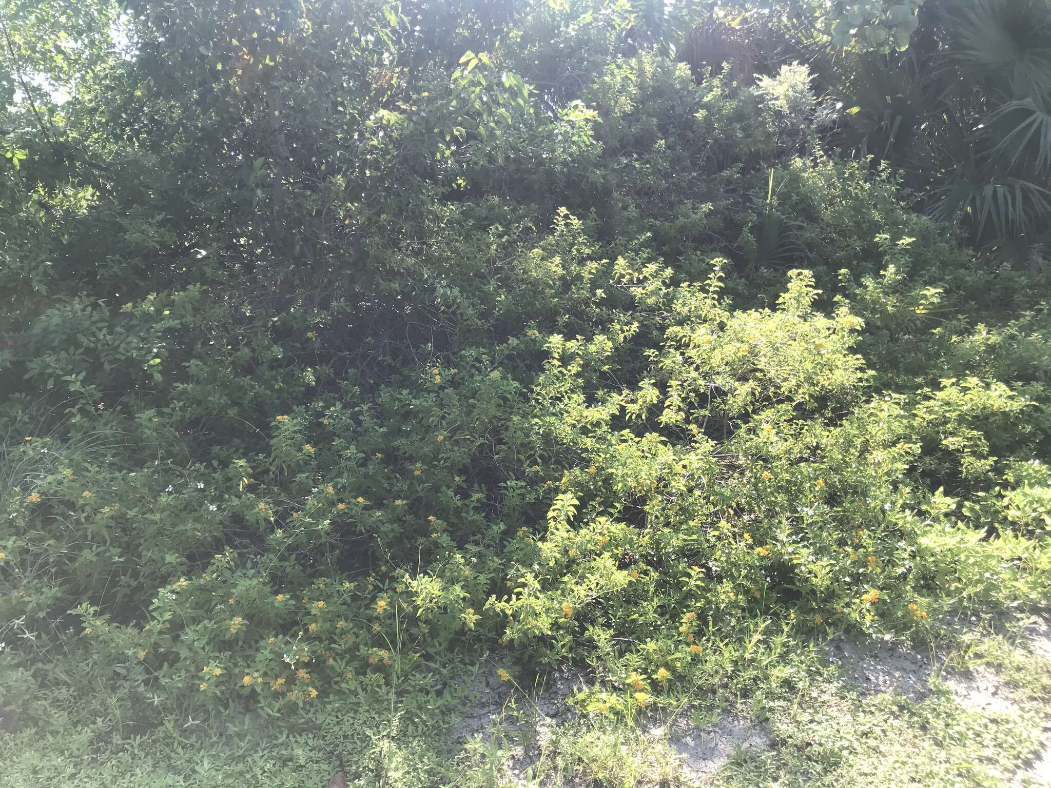 Image of Florida shrubverbena