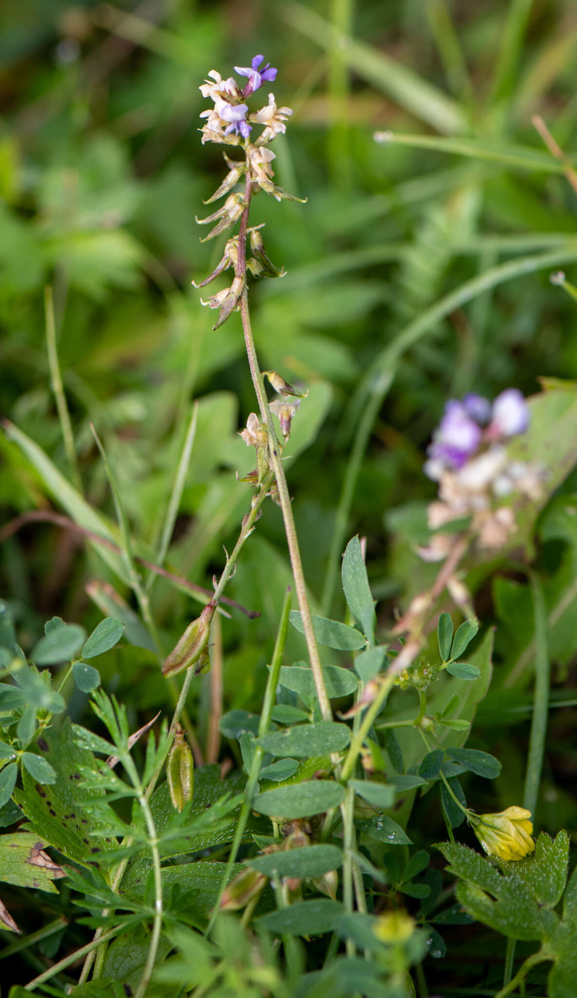 Image of Oxytropis glabra DC.