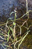 Image of false semaphoregrass