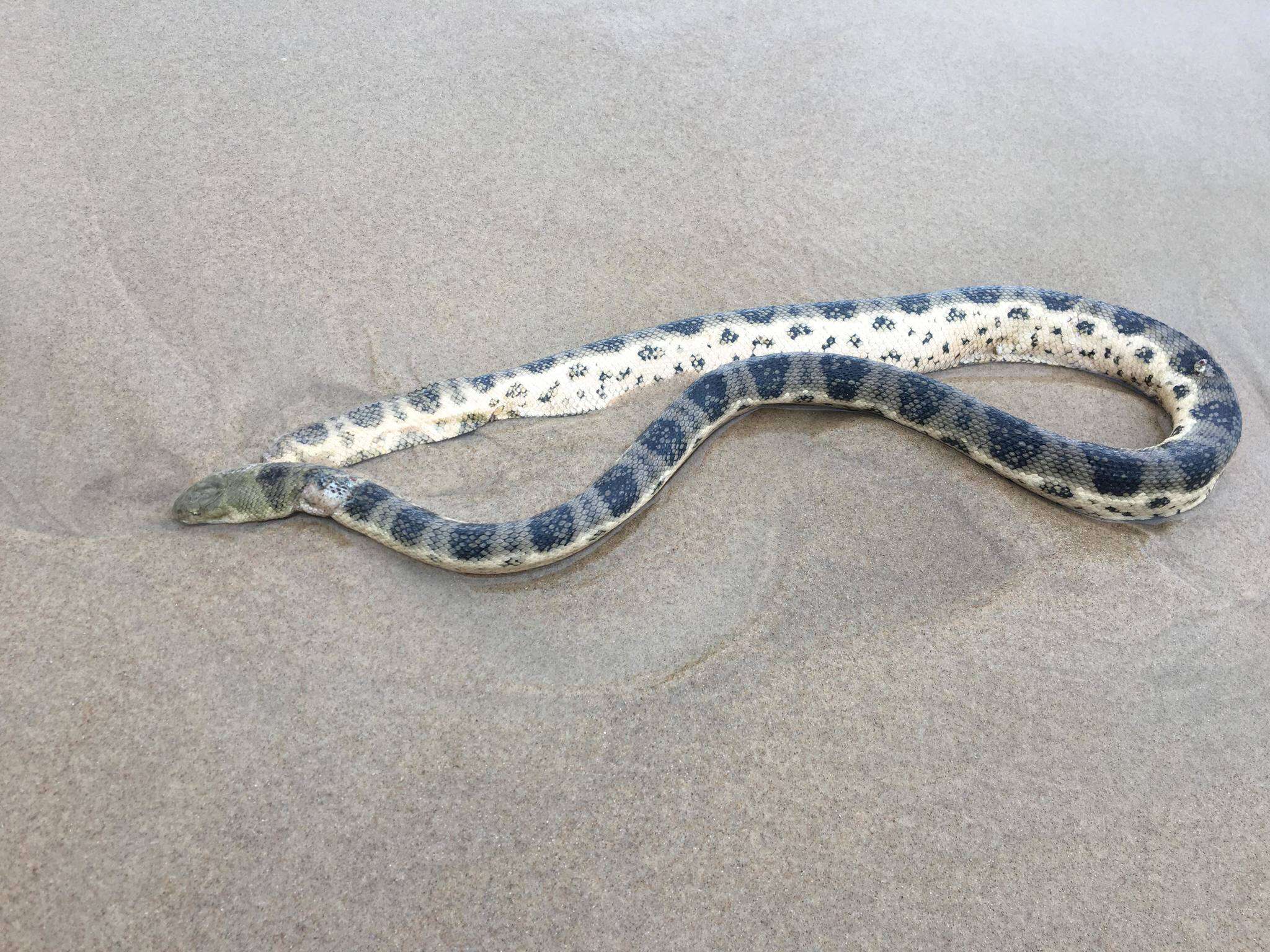 Image of Olive-headed or greater seasnake