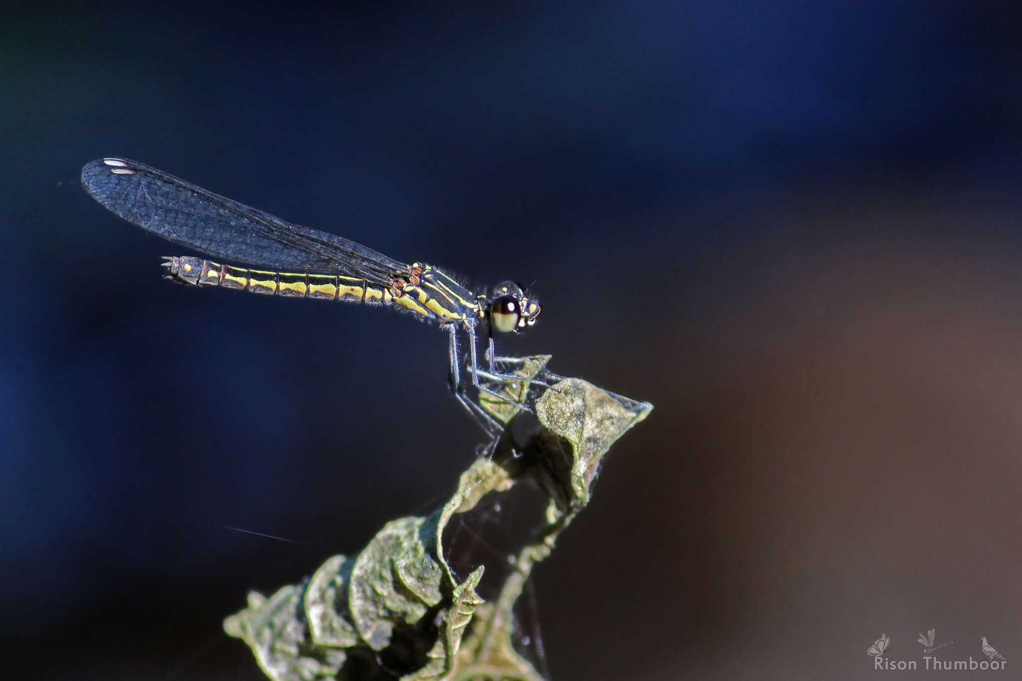 Image of Libellago indica (Fraser 1928)