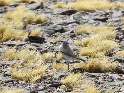 Image of Black-fronted Ground Tyrant