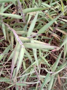 Image of molasses grass