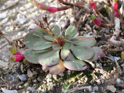 Image of Limonium hyblaeum Brullo