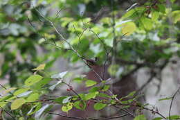 Image of Black-chinned Yuhina