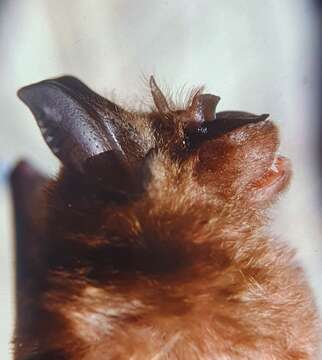 Image of Andersen's horseshoe bat
