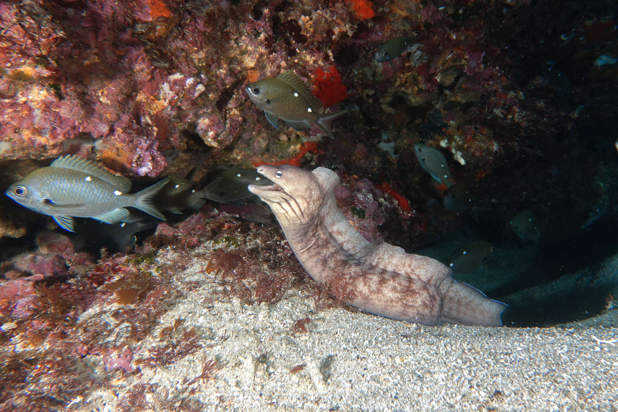 Image of Grey moray