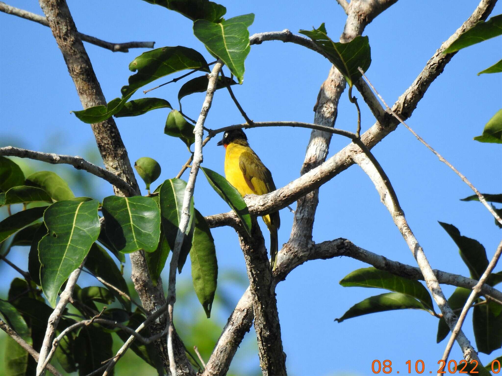 Image of Flame-throated Bulbul