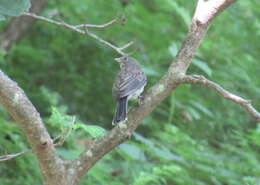 Image of Junco hyemalis carolinensis Brewster 1886