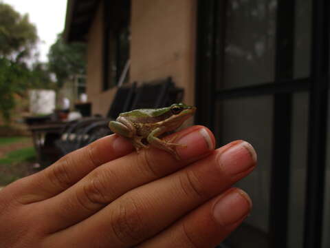 Image of Slender Tree Frog