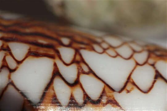 Image of Killer textile cone snail