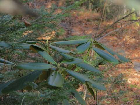 صورة Rhododendron brachycarpum D. Don ex G. Don