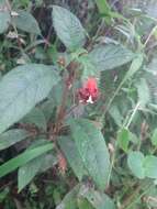 Sivun Kohleria inaequalis var. ocellata (Hook.) L. P. Kvist & L. E. Skog kuva