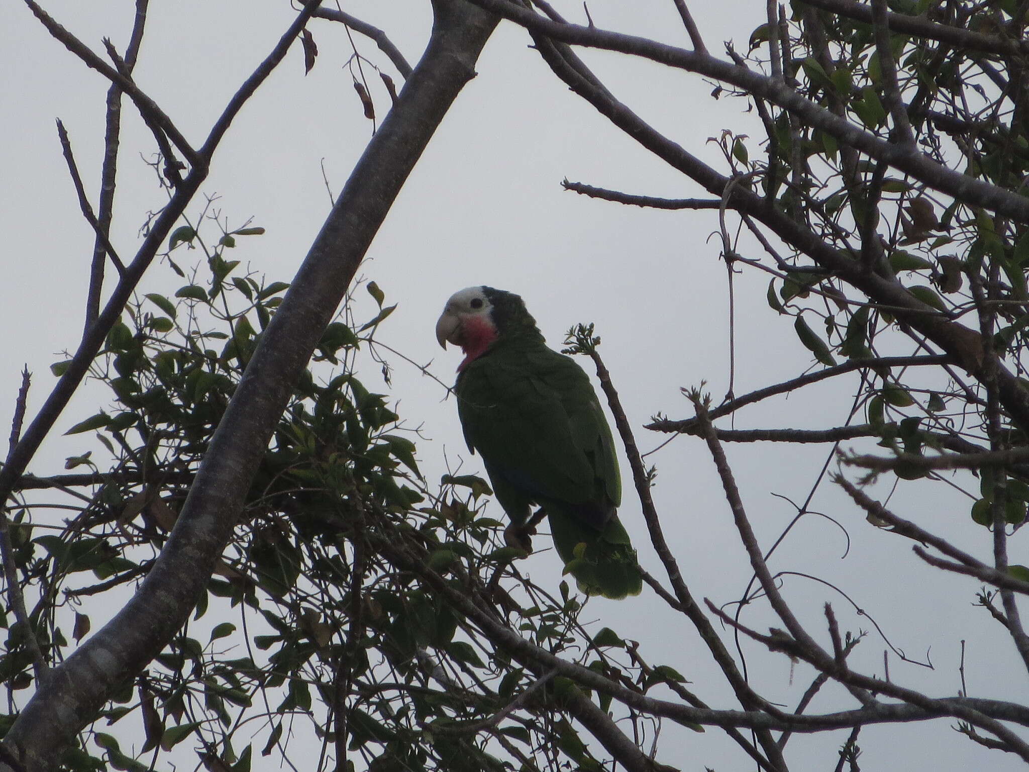 Image of Amazona leucocephala bahamensis (Bryant & H 1867)