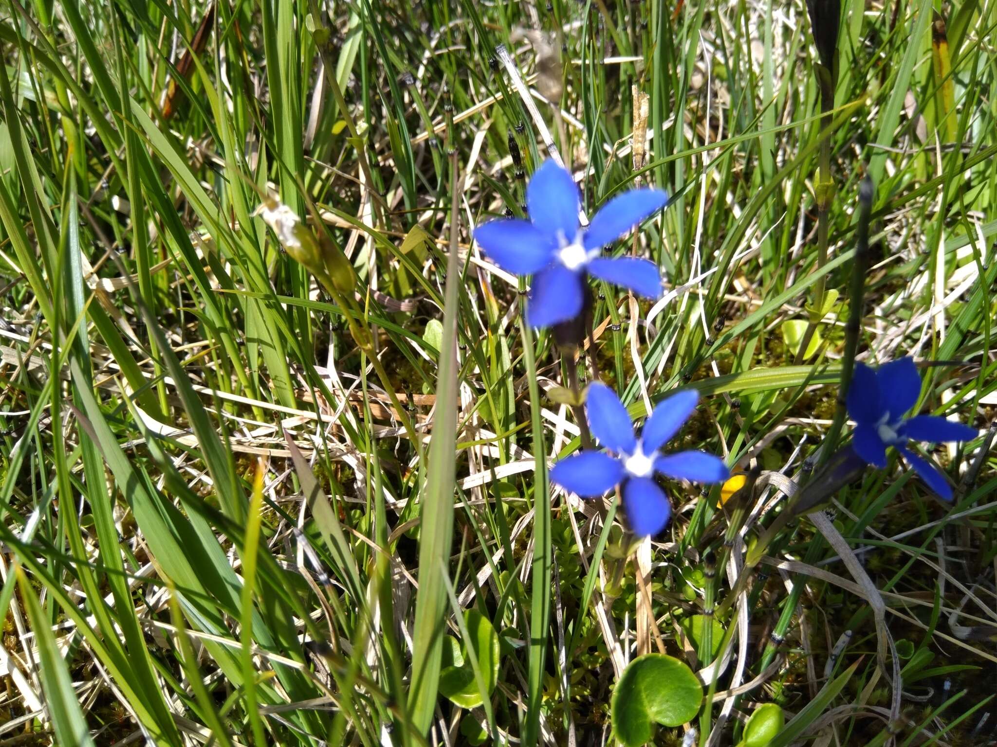 Image of <i>Gentiana <i>bavarica</i></i> subsp. bavarica