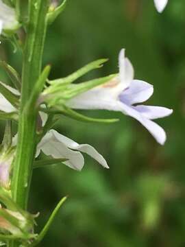 Image of Pale-Spike Lobelia