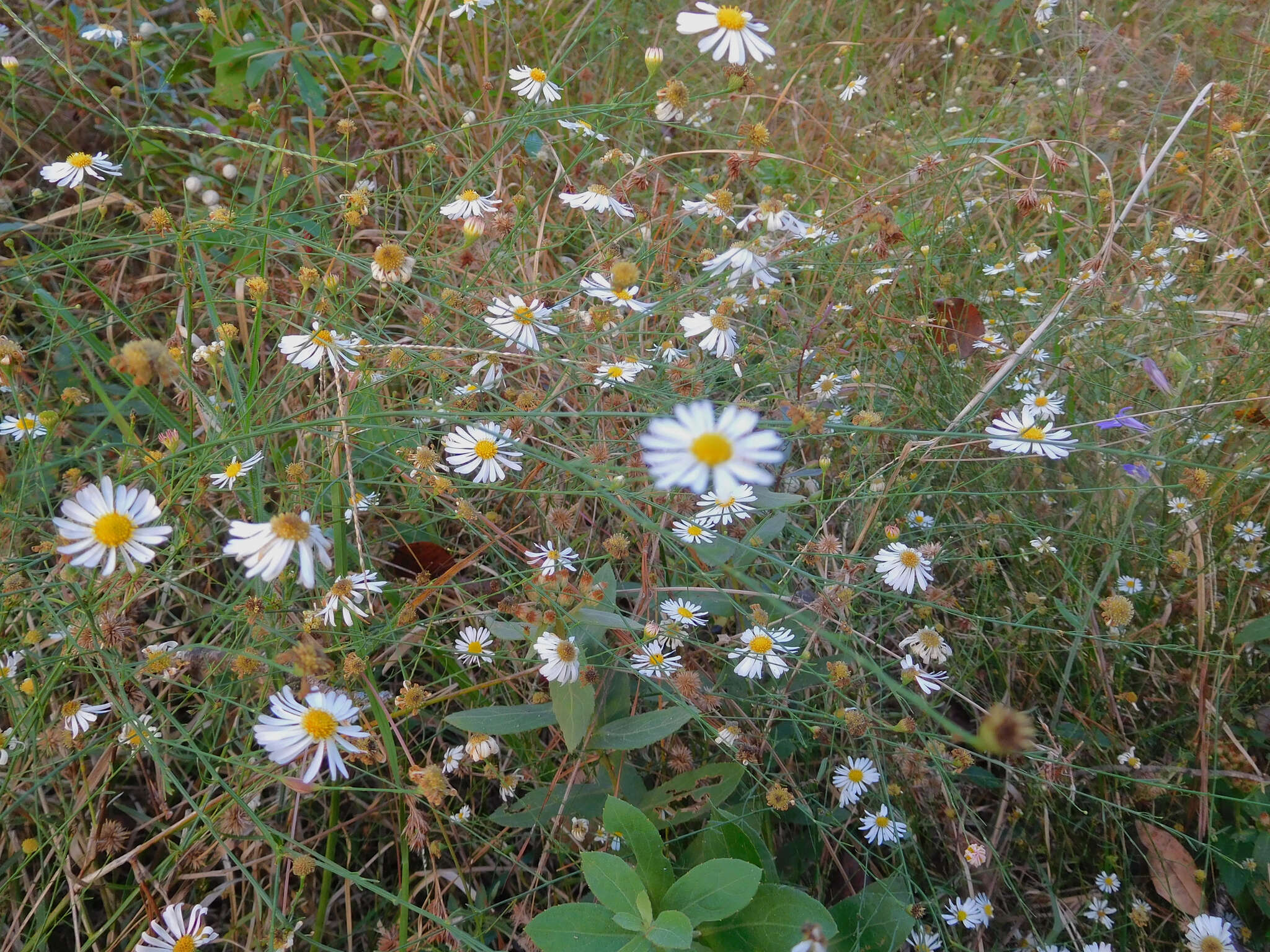 Image of rice button aster