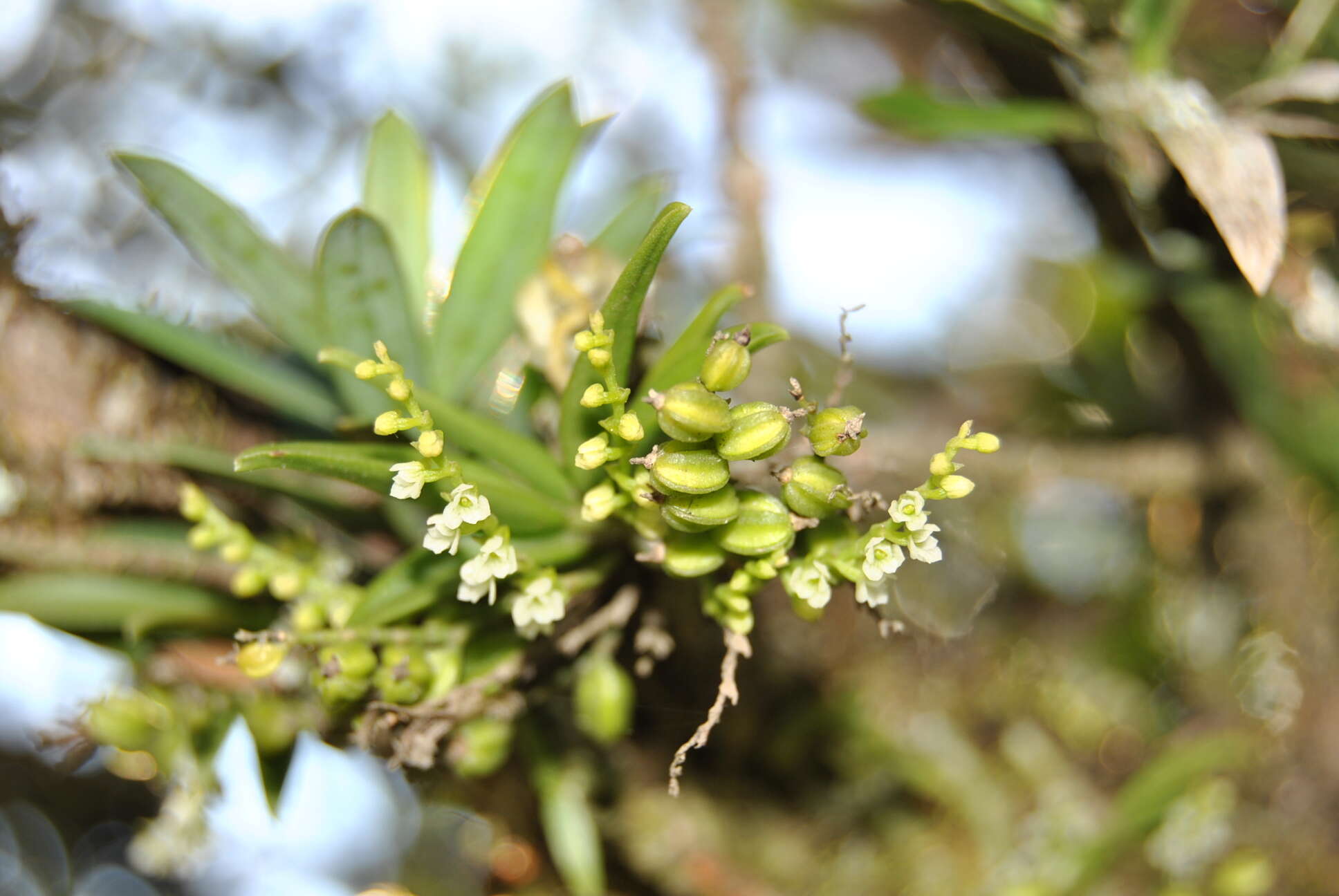 Image of Guava baby