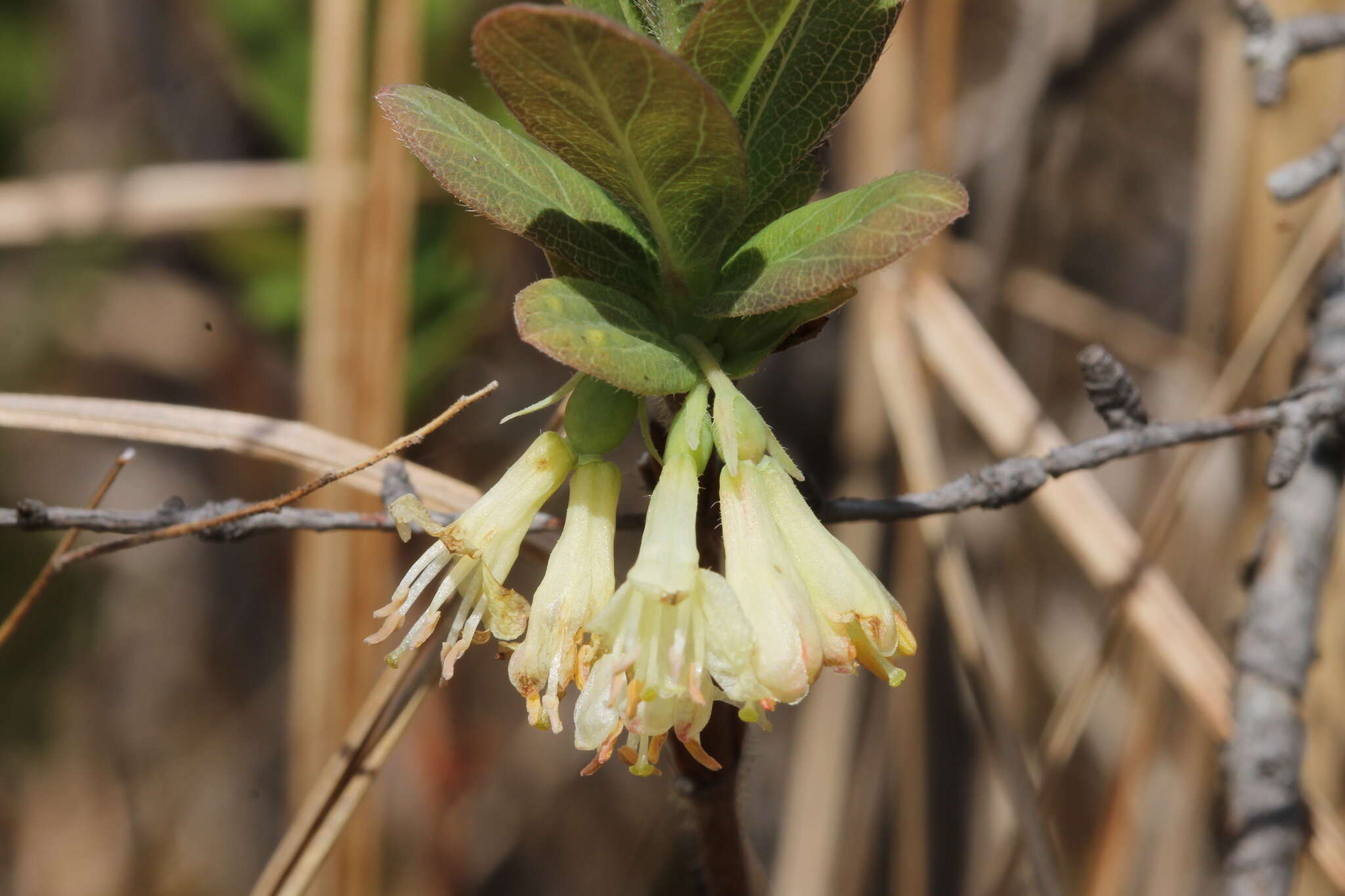 صورة Lonicera villosa (Michx.) Roem. & Schult.