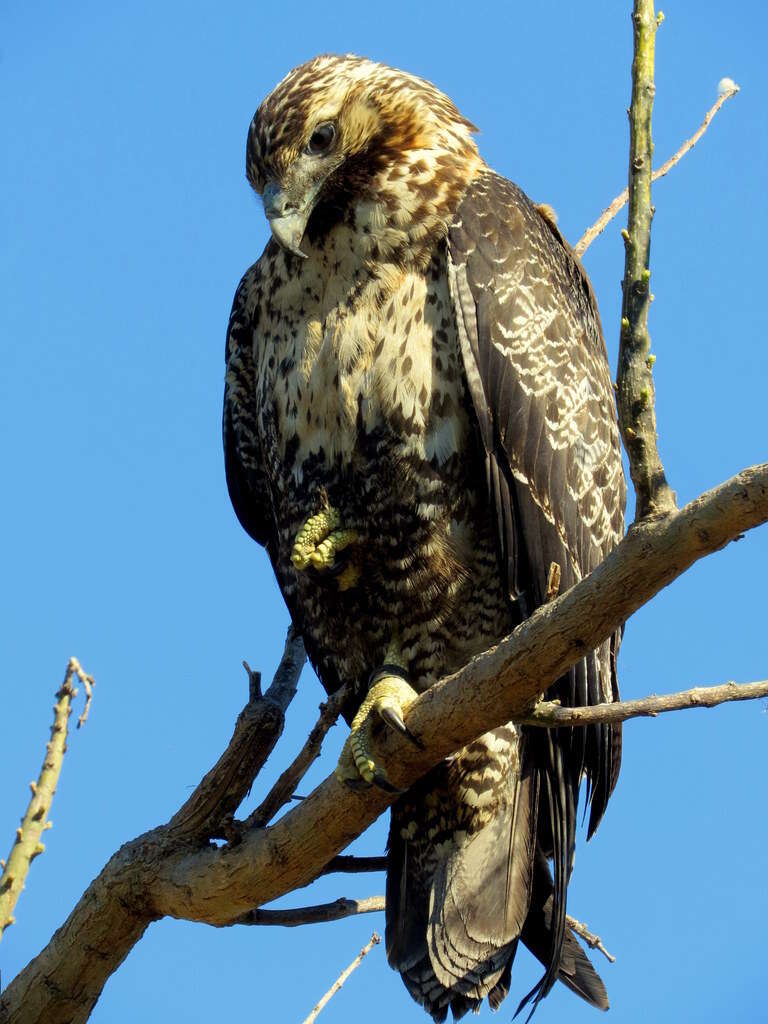 Image of Black-chested Buzzard-Eagle